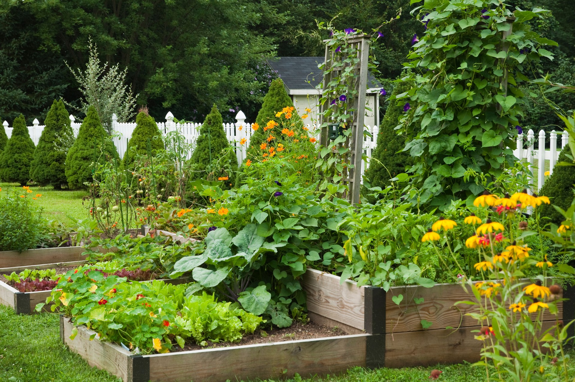 Backyard vegetable garden